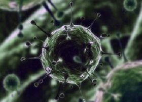 Bacterial microorganisms as the cause of the prostatitis