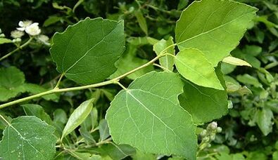 Aspen for the treatment of chronic prostatitis