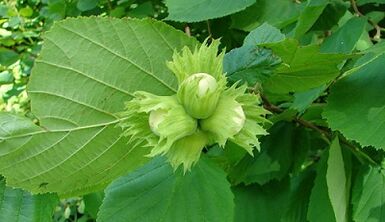 Hazelnuts for the treatment of chronic prostatitis