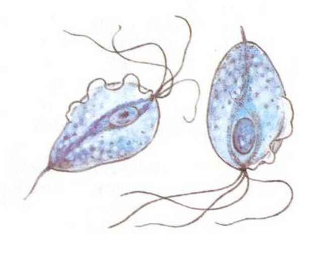 Trichomonas is the causative agent of prostatitis